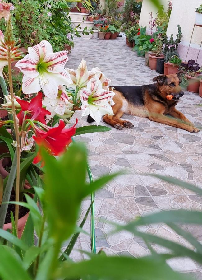 Vila Kodra Τίρανα Εξωτερικό φωτογραφία